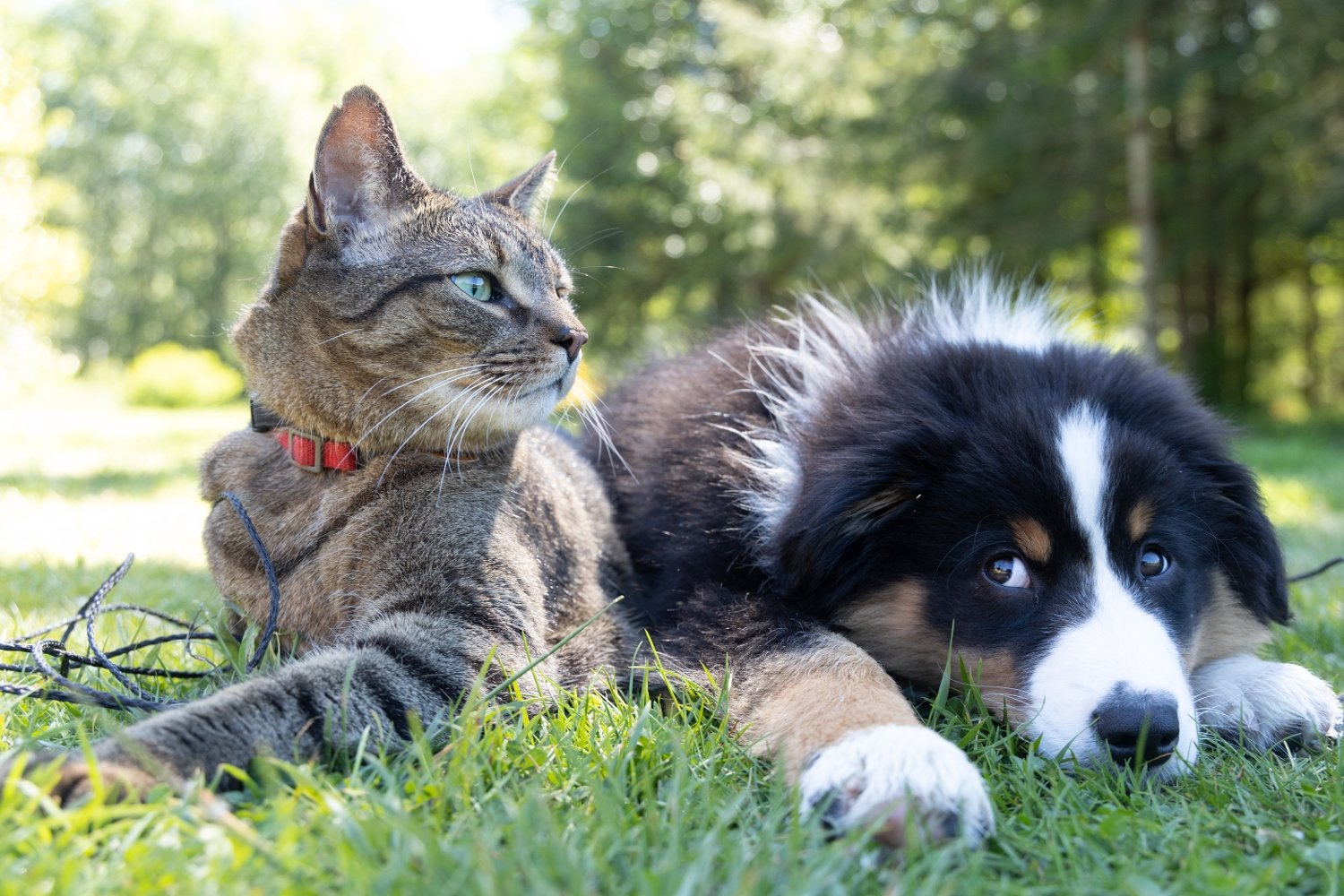 Chats et chiens Morin