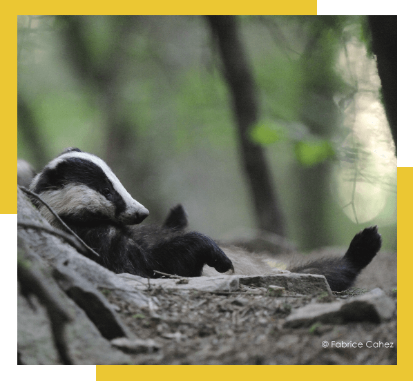 Badger in the wild
