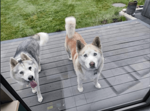 Two huskies stand on a wooden deck with green grass in the background. One has a grey coatand the other has light fur.