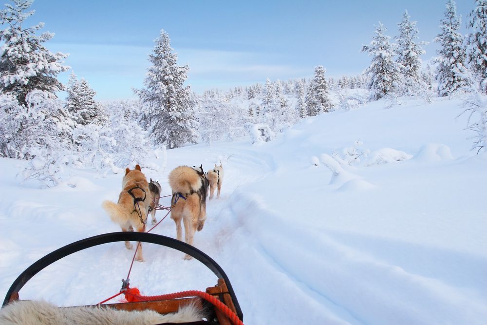 Faire du chien de traineau avec Groupon