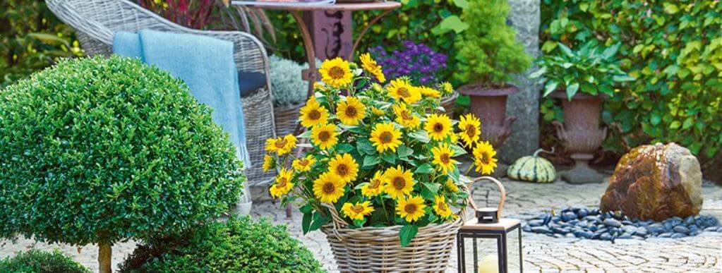 Foto einer Terrasse mit Gartenpflanzen als Banner der Seite für Baldur-Garten Gutscheine