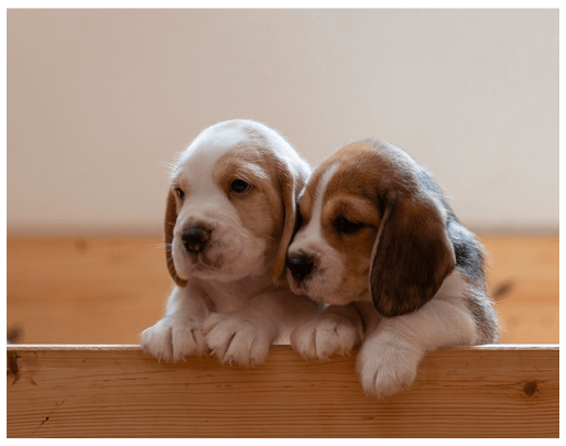 Zwei kleine Beagle Welpen