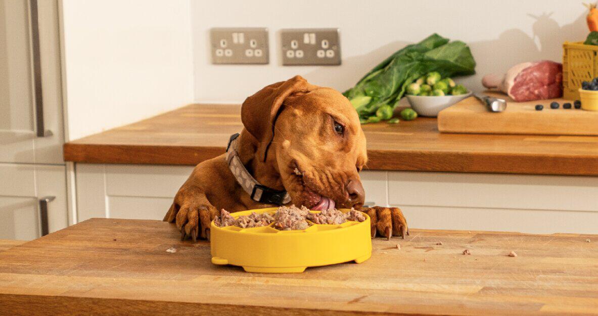 Bella and Duke how to save banner - A dog helping itself to food in a bowel on kitchen worktop
