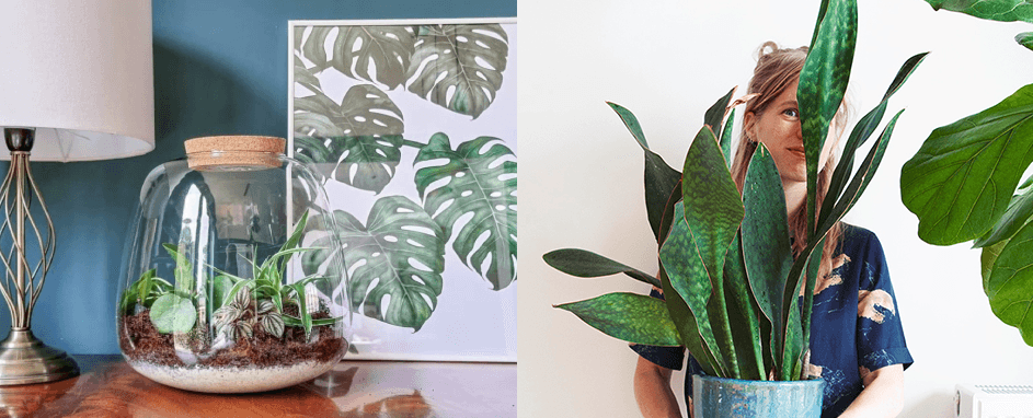 Online-Shop von Bloombox Club mit hochwertigen Pflanzen und Töpfen