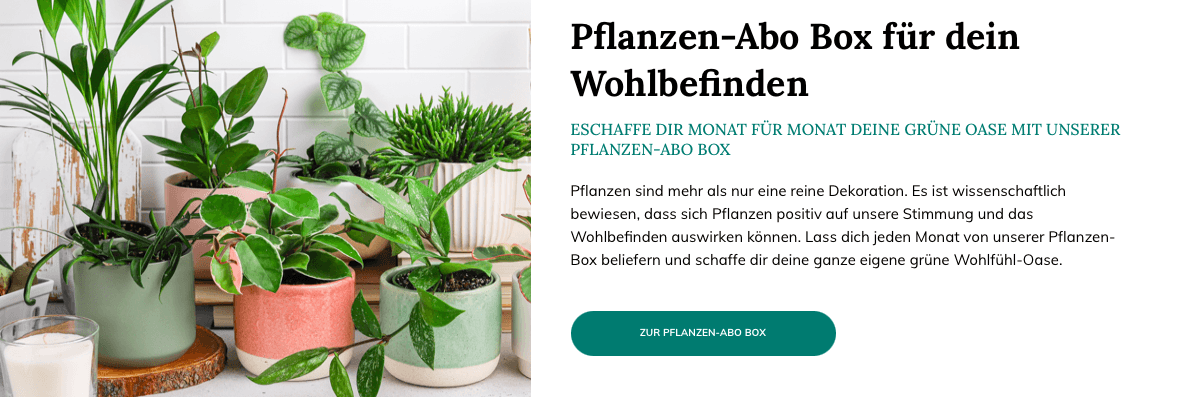Online-Shop von Bloombox Club mit dem tollen Pflanzen Abo
