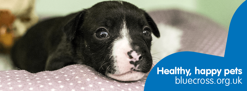 Blue Cross banner featuring black dog, healthy, happy pets slogan