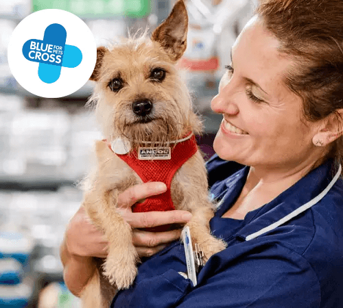Caring Christmas Blue Cross Image of a lady holding a dog