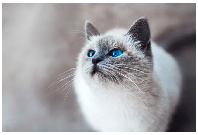 Burma Katze mit blauen Augen