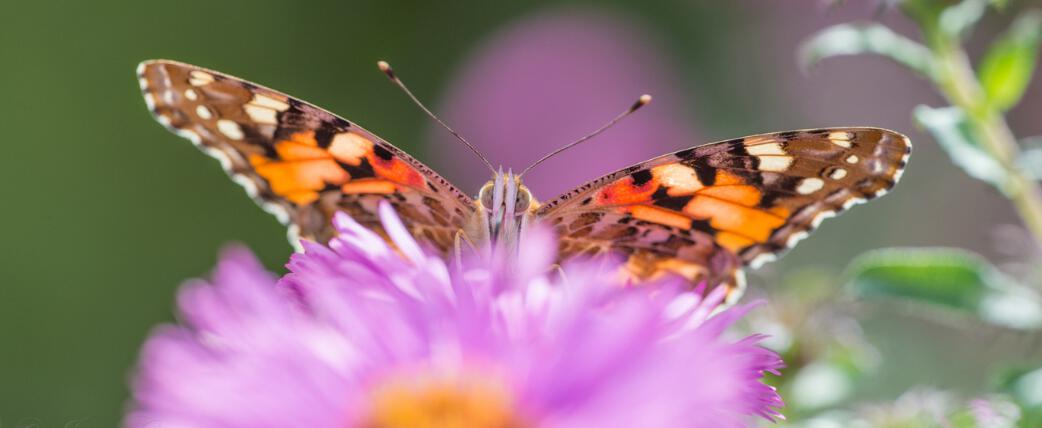 a close up photo of a butterfly on flower