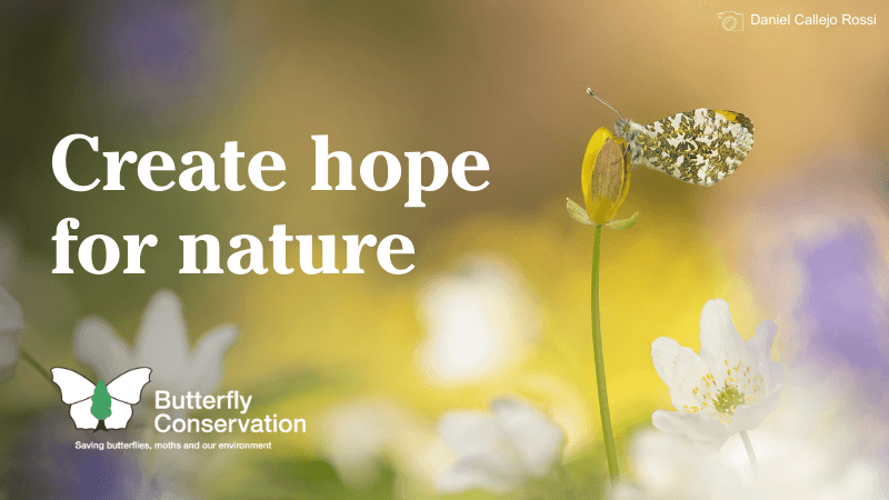 Butterfly Conservation create hope for nature image