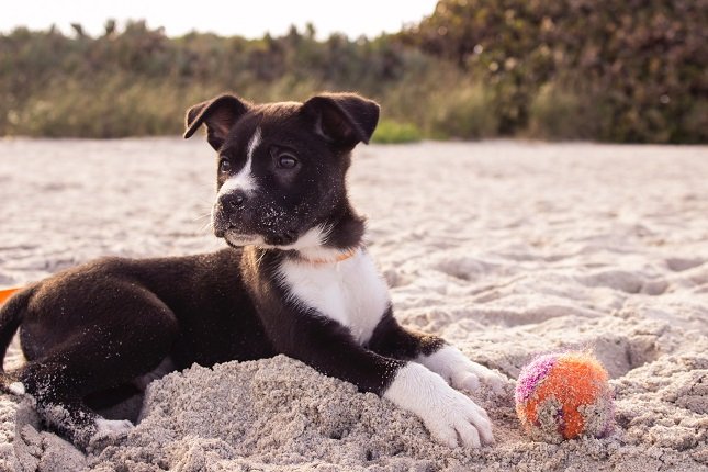 Schwarz-weißer Hundewelpe am Strand mit einem Tennisball