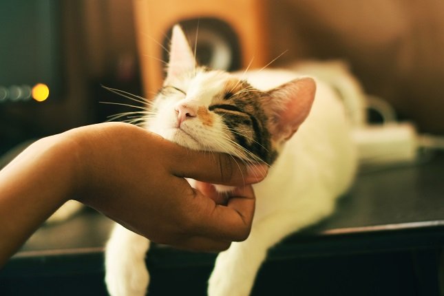 Hand, die eine gescheckte Katze krault