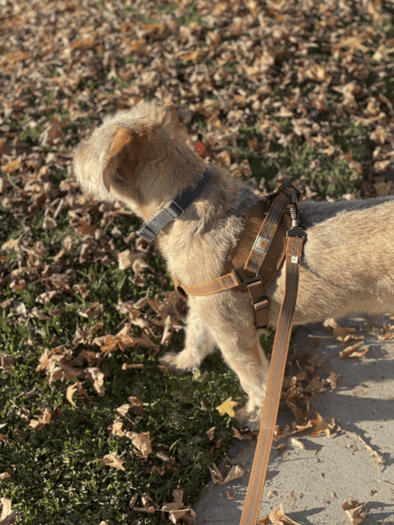 Carhartt leash