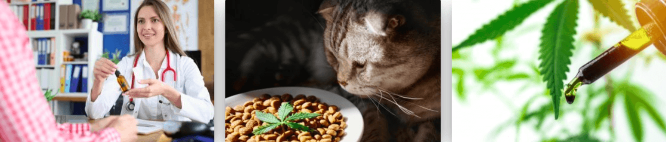 Hochwertige CBD Produkte und Wissen im Online-Shop von CBD Blume