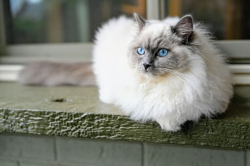 Chat Ragdoll blanc