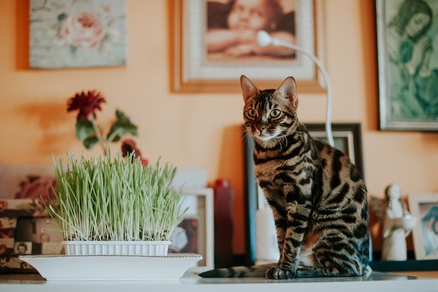 Chat Bengal assis