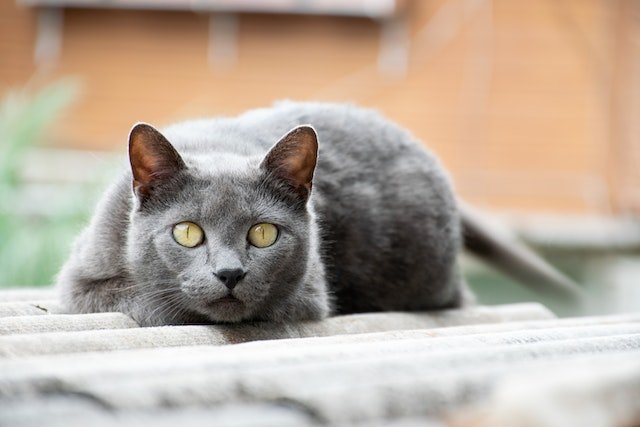 Chat Chartreux gris