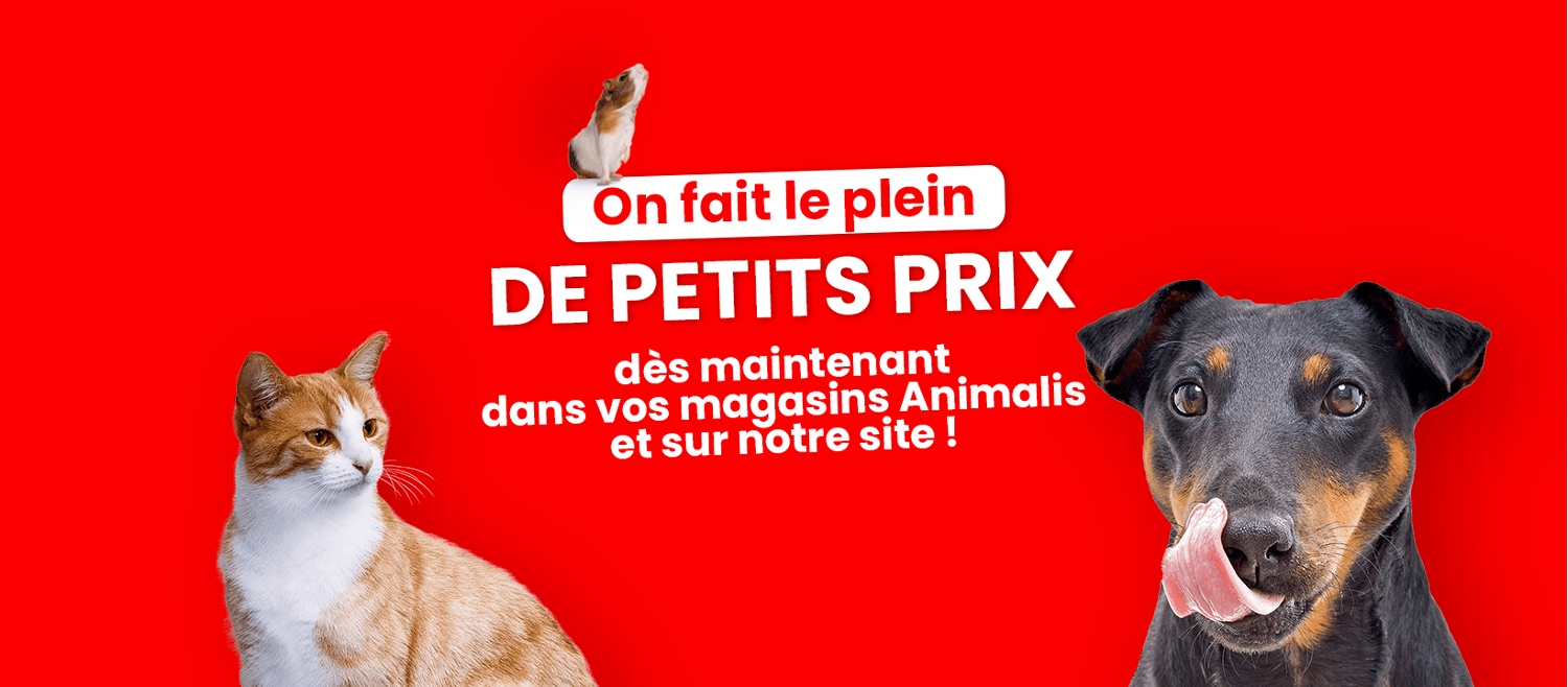 un chat, un chien et un hamster sur fond rouge avec slogan Animalis
