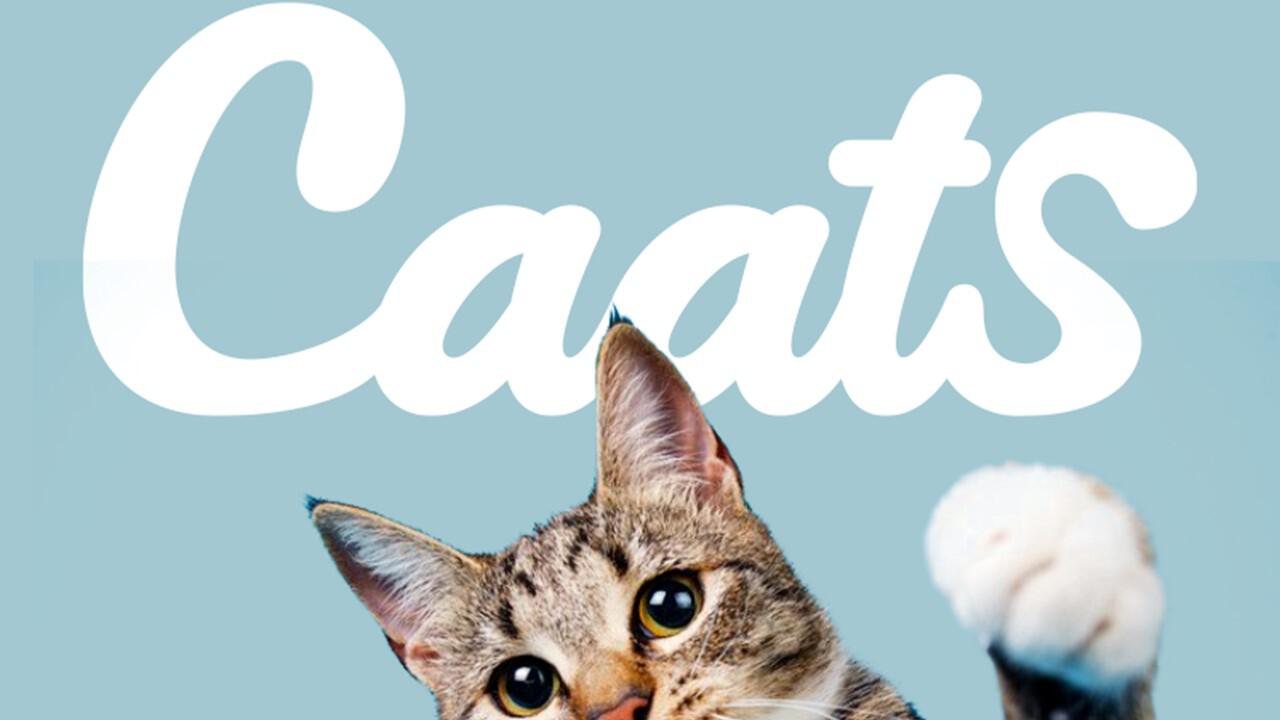 un chat en gros plan devant le slogan Caats