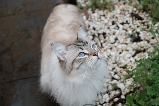 Chat Sibérien