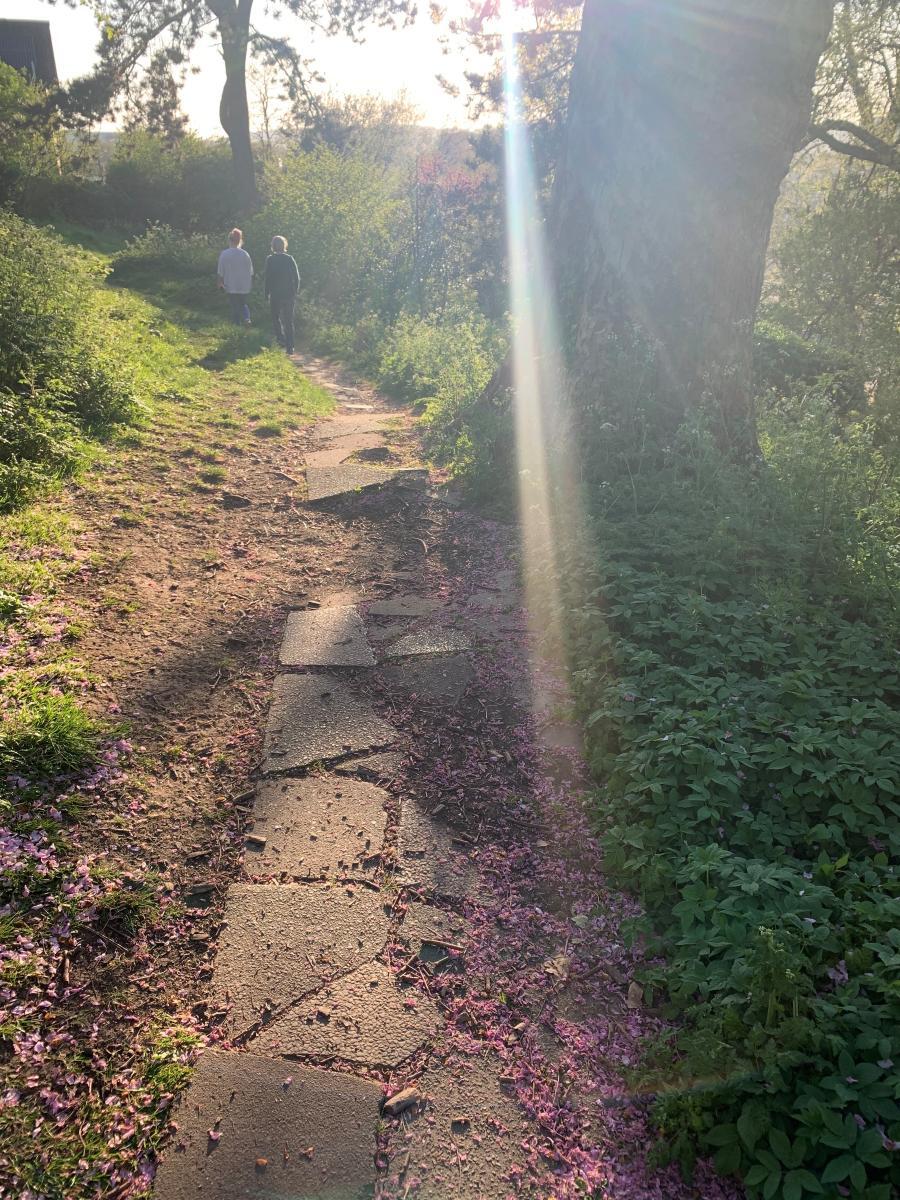 Scenic park path scattered with thousands of pink petals