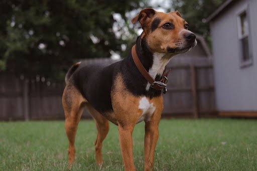 Chien Staffordshire Terrier Américain