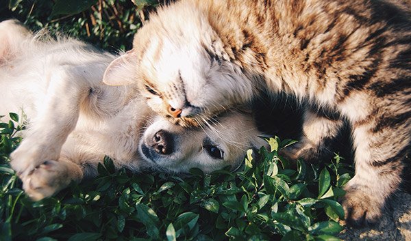 Chiot et chaton jouant dans l&apos;herbe