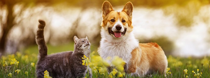 Prendre soin de son chien ou chat avec les réductions Zooplus