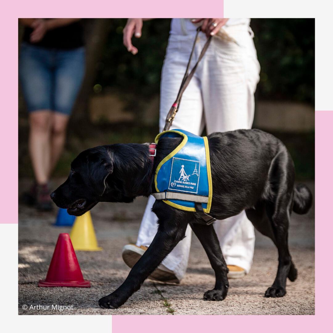 Chien guide en formation dans la rue