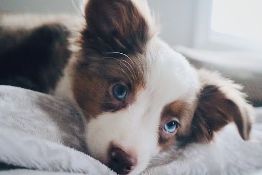 Chiot berger australien