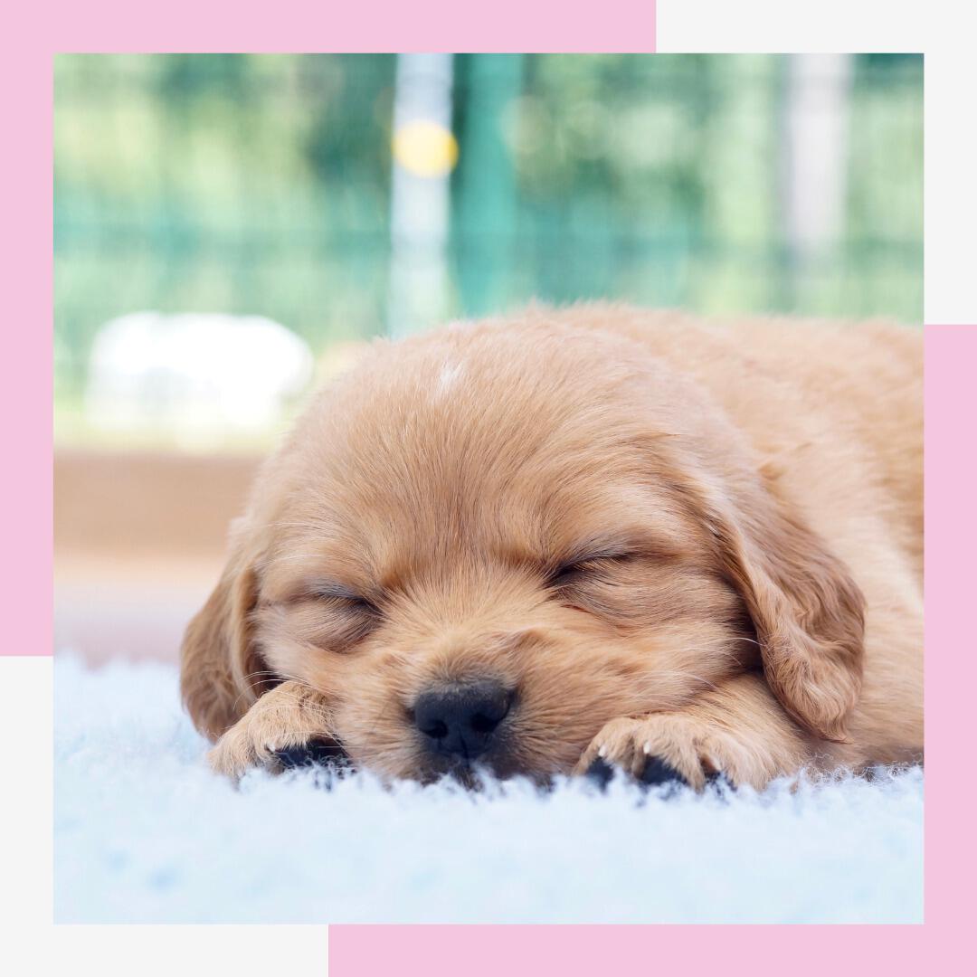 Chiot Golden Retriver endormi sur un tapis blanc