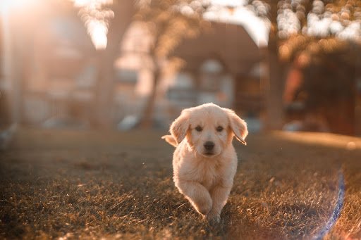 Chiot Golden Retriever