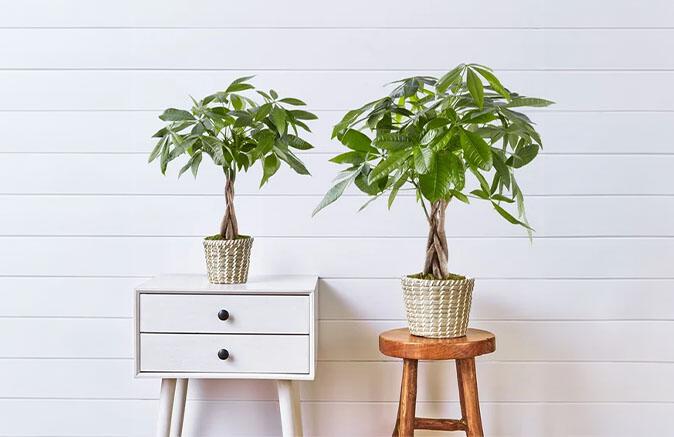 Money Tree