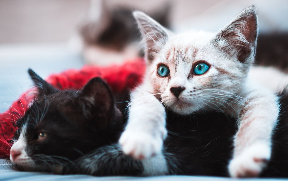 Chaton blanc et chaton noir en train de dormir