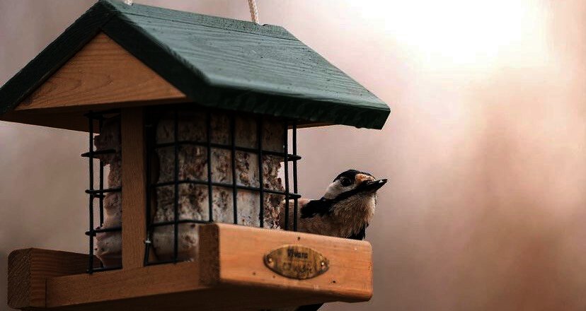 Mangeoire à oiseaux Vivara