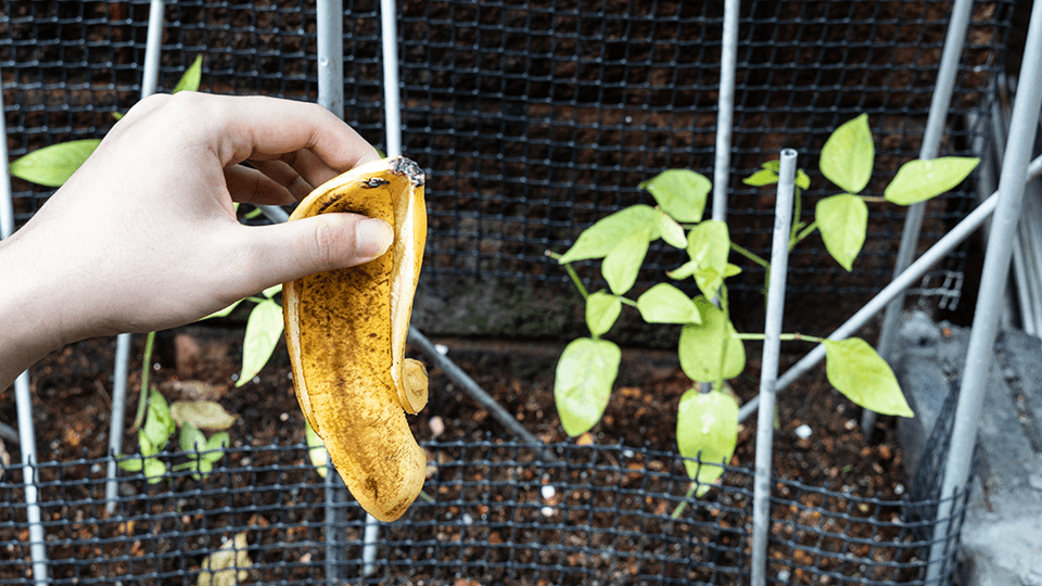 Banana peel being put into outdoor compost