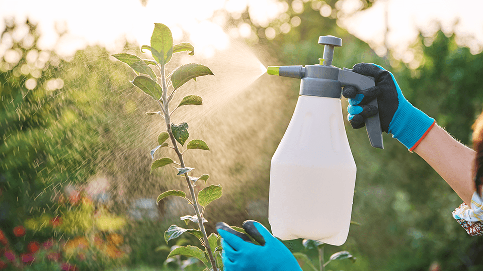 DIY pesticide bottle being sprayed onto plant leaves