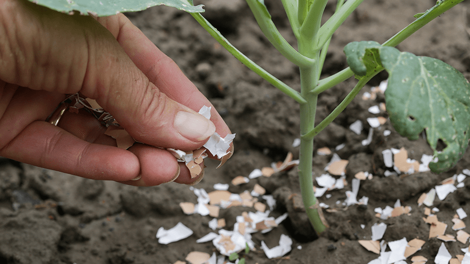 Small pieces of broken eggshell on top of soil