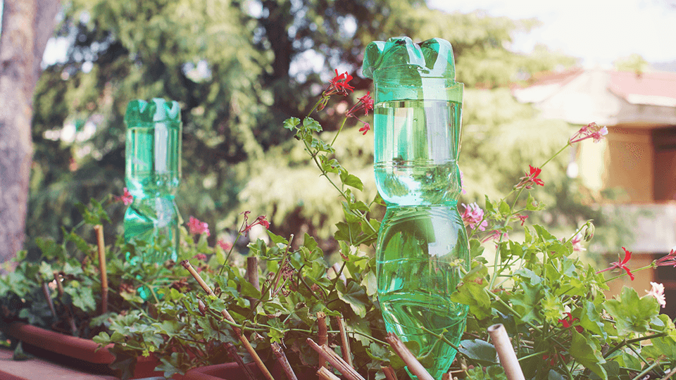 Upsidedown water bottles partially buried in soil in a well-watered garden