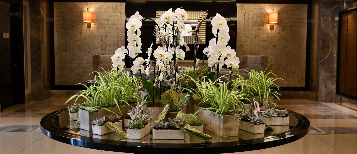 Flowers & Plants Co. orchid display