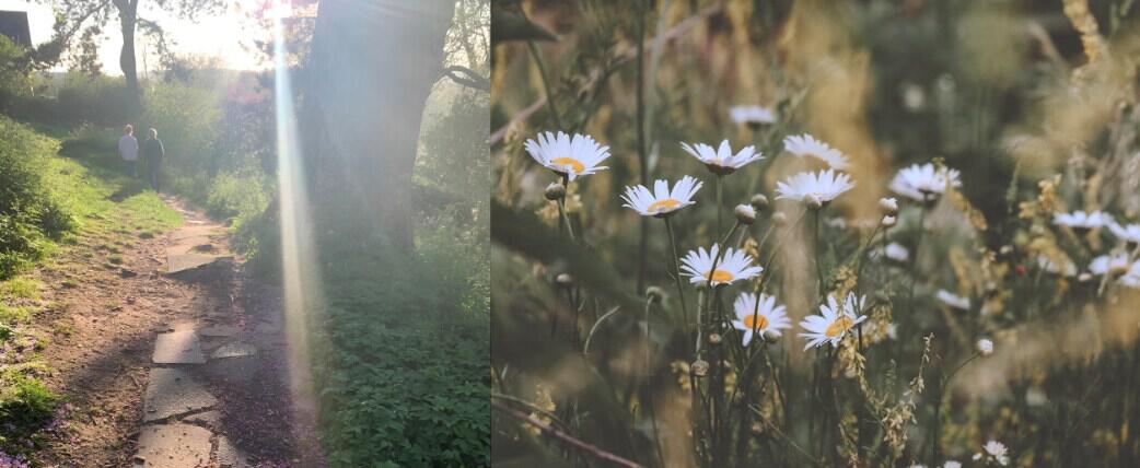 Foraging activity image showing a couple of people strolling through a wood, next to some wild flowers.
