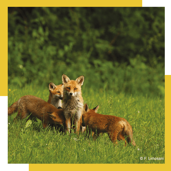 Foxes in the wild