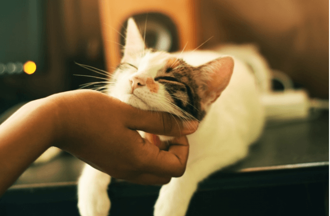 hand petting kitten