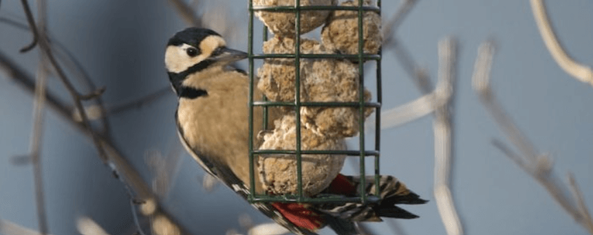 Happy Beaks savings guide banner showing a bird feeding from a hanging feeder station