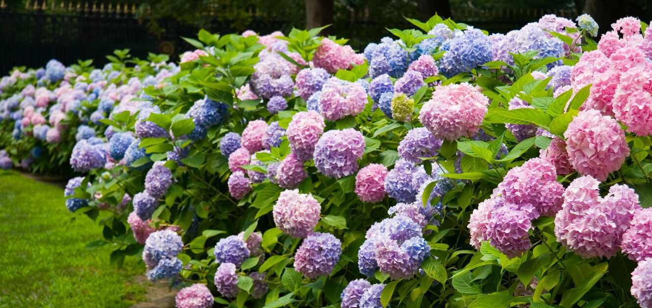 Hedges Direct offers page banner - A row of flowering plants in a garden setting