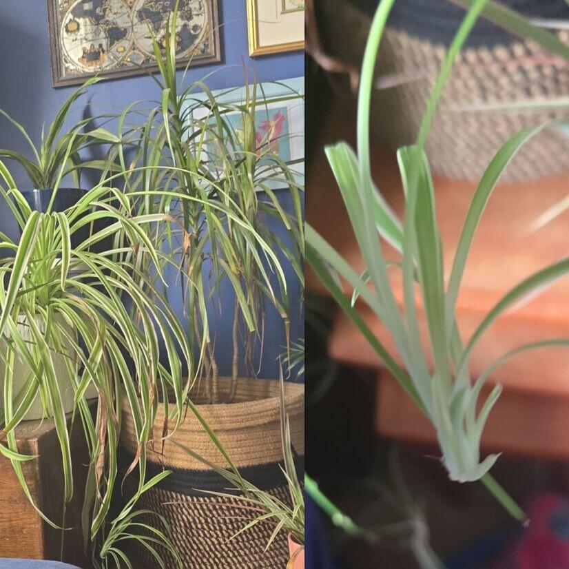 Houseplants compilation including spider plants to help keep bedroom cool