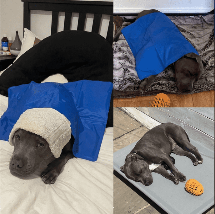 Savoo team pet Hugo using cooling products