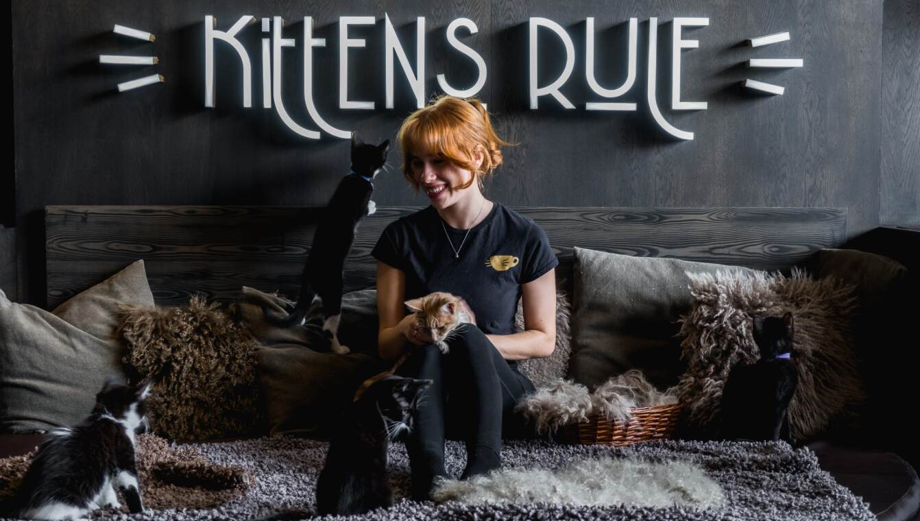 Java Whiskers savings guide image showing a woman sitting on a sofa surrounded by small cats. The sign on the wall says &apos;kittens rule&apos;