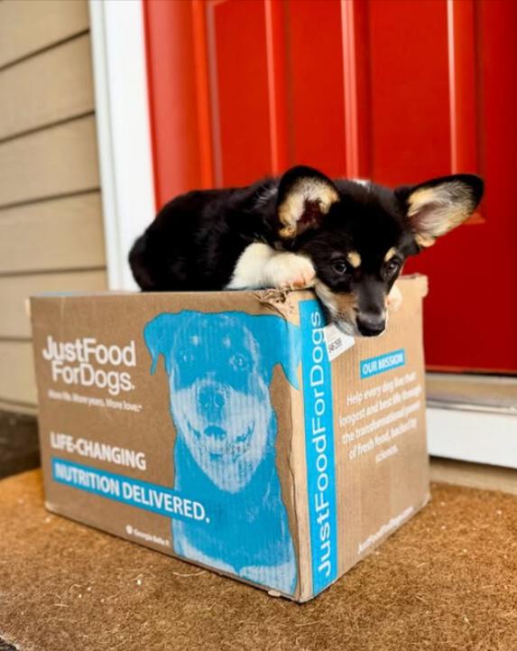 Dog lying on JustFoodForDogs delivery box