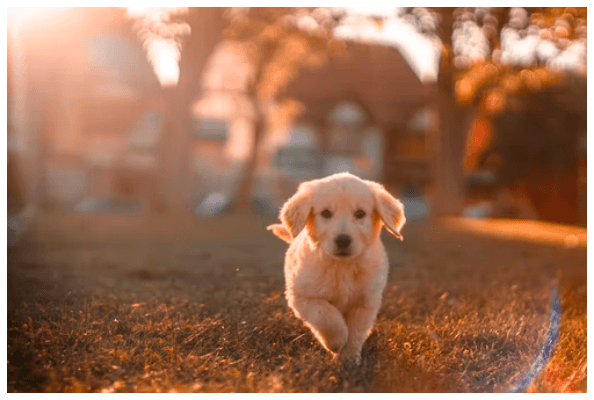 Labrador Welpe läuft auf Kamera zu